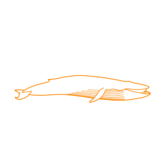 Animals Baleen Whales Blue Whale Silhouette Svg Vector, Free Vectors File